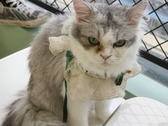 -怪兽屋·羊驼·猫咖·狗咖(俊华广场店)