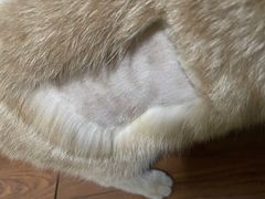 -创凡宠物医院·骨专科  猫科中心(西乡分院)