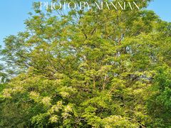 -广西壮族自治区药用植物园