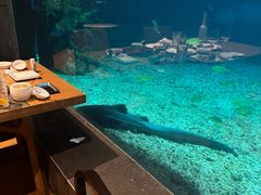 -涛·海底餐厅·美人鱼·自助餐·海底隧道(三亚海棠湾洲际度假酒店)