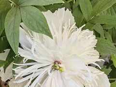 -洛阳市隋唐城遗址植物园