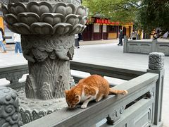 -龙华素斋(龙华路店)