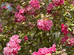 -海棠花溪(元大都城垣遗址公园)