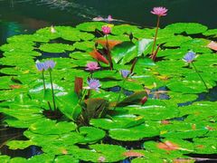 -大妙火锅·非物质文化遗产(东湖公园店)