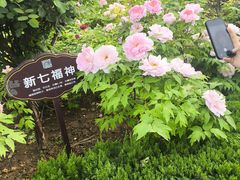 -洛阳市牡丹公园