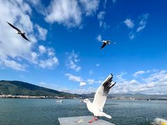 -海埂大坝