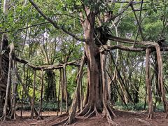 -中国科学院西双版纳热带植物园
