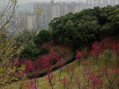 -金鸡山公园
