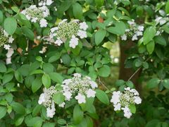 -陆家嘴中心绿地