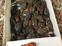 -大湾区中央湿地公园-十九涌