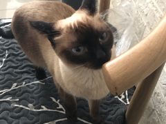 -平行世界·猫咖(首经贸店)