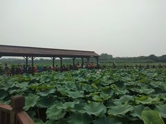 -荷塘月色湿地公园·向阳花洲
