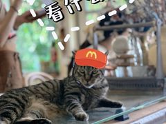 -海边的猫和咖啡馆