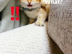 -欣宠猫屋·矮脚拿破仑·蓝金金渐层