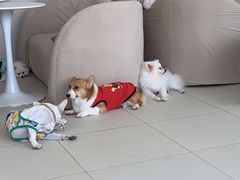 -怪兽屋·羊驼·猫咖·狗咖(俊华广场店)