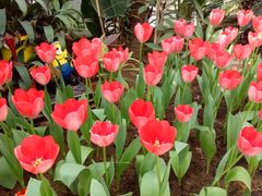 -石家庄市植物园