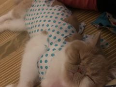 -宠爱国际动物医院· 猫科· 外科·中兽医(长白店)
