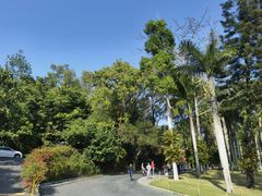 -深圳仙湖植物园
