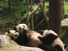 -中国大熊猫保护研究中心雅安碧峰峡基地