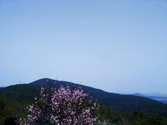 -香雪海