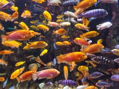 -太平洋海底世界