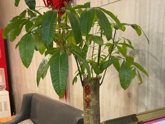 -威尔·佳宴创意陕菜融合菜(老城根红庙坡地铁站店)