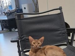 -琪喵猫屋·撸猫猫咖·猫舍
