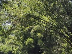 -九曲溪竹筏码头