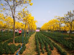 -天适樱花悠乐园