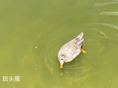 -青藏高原野生动物园