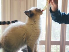 -猫色咖啡·猫咖