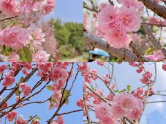 -天适樱花悠乐园