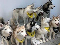 -Husky Go!哈士奇体验馆·宠物咖啡厅狗咖