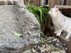 -喵屿·大理花园猫咖
