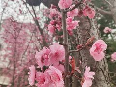 -仰口沙滩