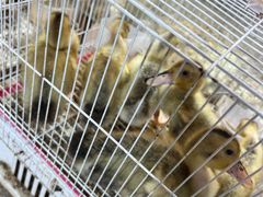 -双季花艺园艺市场(浦东店)