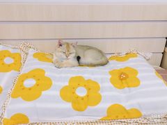 -猫十亿·布偶金渐层·曼基康矮脚猫舍(青年路店)