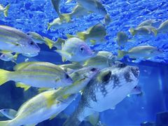 -海合安武汉极地海洋公园