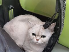 -北京观赏动物医院·24小时大型综合·猫专科·异宠专科