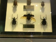 -上海昆虫博物馆