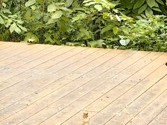 -黑龙江省森林植物园