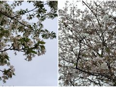-西北湖绿化广场