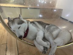 -Husky Go! 哈士奇体验馆·宠物咖啡厅狗咖