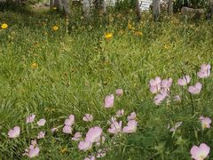 -桃花岛公园