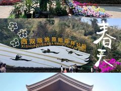 -西双版纳原始森林公园