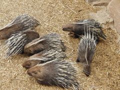 -上海动物园(地铁站)