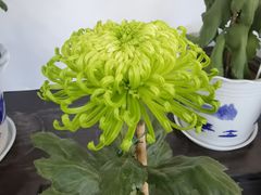 -杭州植物园