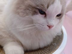 -爪爪喵星球·猫舍(前海卓越店)