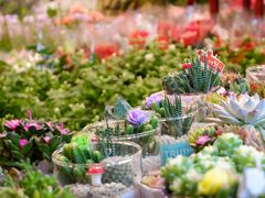 -双季花艺园艺市场(浦东店)