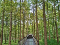 -黄海国家森林公园